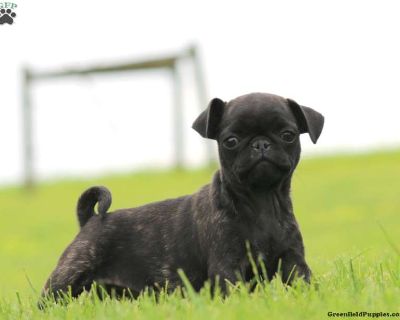 Rayna - 13 Weeks Female Pug Puppy for Sale