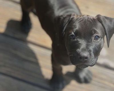 Stella - Labrador Retriever Female Puppy for Adoption