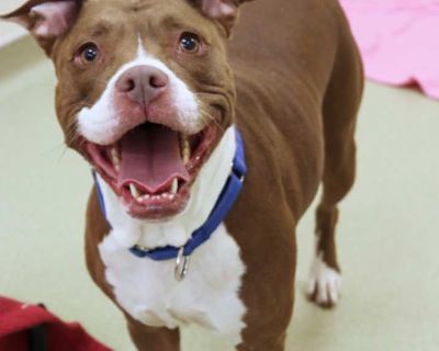 Aza - American Pit Bull Terrier Female Dog for Adoption