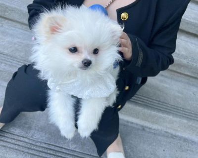 12 weeks Pomeranian puppy Looking for New Home