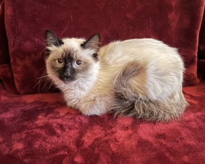 Meet Fabrage a gentle little masterpiece looking for a forever home! Fabrage is a shy, sweet Ragdoll/Siamese kitten with the softest fur and the softest heart to match. This little treasure may take a moment to come out of her shell, but once she feels safe, she melts right into you with quiet affection. Her big, soulful eyes watch the world with curiosity, and she loves gentle pets, soft voice...