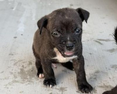 Hi there! I m Bones, a young little pup with a soft heart and a big love for snuggles. I think the best thing in the world is finding a cozy spot next to my favorite person after a good playtime. I m gentle, sweet, and love being close. Every day is full of new things to discover, and I m always ready for the next adventure as long as there s time to snuggle after! I can t wait to find my forev...