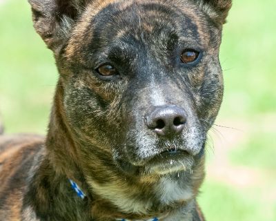 Wasabi - Shepherd Mix Male Dog for Adoption