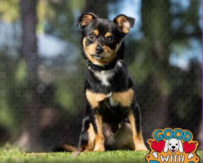 Meet Pinto! Pinto is a super sweet, well-rounded pup with an endless joy for life! Whether he's romping around with his dog friends, showing off his playful side, or trotting happily on a walk, Pinto brings pure sunshine wherever he goes. He's great with other dogs, loves to play, and is a total pro on leash-making him the perfect adventure buddy for hikes, park outings, or just exploring the n...