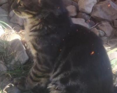 Smoky - Bengal Male Kitten For Sale