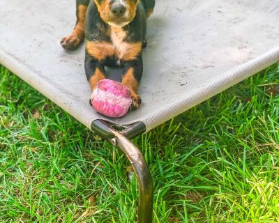 Emmy - Hound & Beagle Mix Female Puppy for Adoption