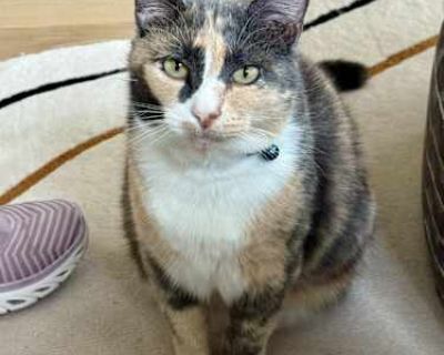 Pippa is friendly and curious. She loves people but can also spend time alone. She likes to sit with me on my recliner and purrs when I scratch her head and chest. Sometimes she falls asleep on my chest while I am watching TV on the sofa. We adopted Pippa about 4 months ago from a local shelter. She adapted quickly to our home. No problems with using a litter box. She loves to eat and has gaine...