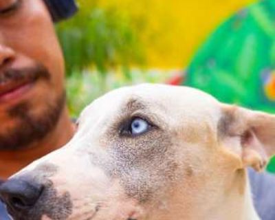 Blue - Whippet/Labrador Retriever Mix Female Dog for Adoption