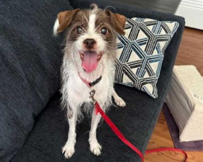 Charlie The Terrier - Terrier (Unknown Type, Medium) Male Dog for Adoption
