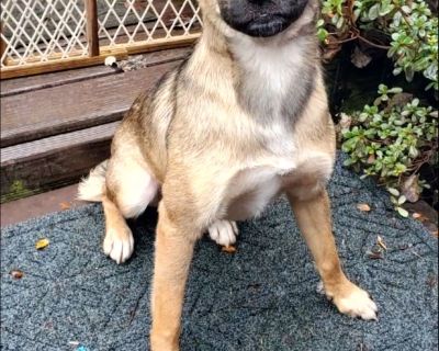 Linus (Rio) - German Shepherd Dog & Chihuahua Mix Male Dog for Adoption