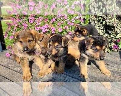 Litter of 8 - German Shepherd Dog Male Puppy for Adoption