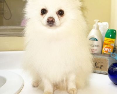 CKC Pomeranian AXEL