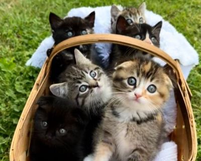 SCOTTISH FOLD/STRAIGHT KITTENS