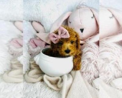 9 Weeks Old * Size at Maturity: Small * Availability Date: 10/13/2025 * Shipping Area: Worldwide * Payment Method: Escrow Service, Credit Cards, Cash *. Teacup and Toy poodles Fofr a low fee I can hand deliver to your home with our nanny. Puppiesstart at $1550 and up Adorable litter of Poodles Puppies. Males and Females Teacups and Tiny toys with baby doll faces. Call Me 954-270-3284. .DogBouti...