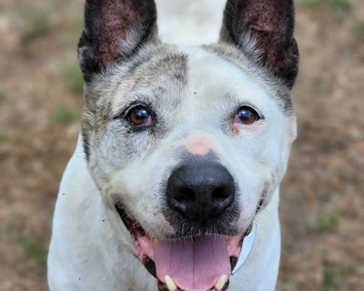 Chloe - American Bulldog Mix Female Dog for Adoption