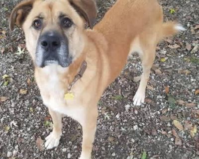Rocky - Labrador Retriever/German Shepherd Dog Mix Male Dog for Adoption