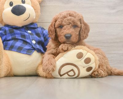 GILMAN - Mini Goldendoodle Male Puppy for Sale