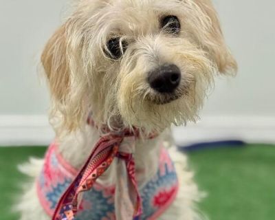 Exciting News: This adorable pup will be at an adoption event near you! Check our website: https://AmazingDogsRescue.org/dogs/ Or call 888.508.8943 (Monday to Sunday, 8 AM to 8 PM).. Out-of-town pets are cared for by non-local organizations who can make arrangements for the pet to be transported to your area. Learn More. Puppy Female Small Yellow / Tan / Blond / Fawn , Apricot / Beige