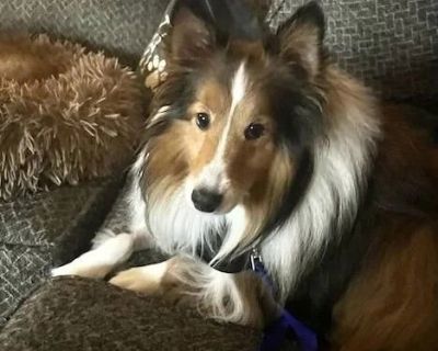 To make the adoption process faster and easier, please visit www.almosthomeohio.org and complete our online application!T ake a look at this handsome boy. Hunter has a beautiful sable and white coat that he wears so well. Due to unfortunate circumstances, he needed to find a new home and is slowly adjusting to his new environment. When he arrived at his foster home, he was tentative, cautious a...