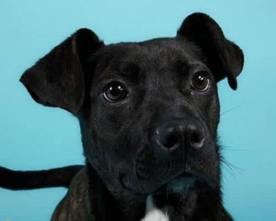 Reese 5459 D - Staffordshire Bull Terrier/German Shepherd Dog Mix Female Dog for Adoption