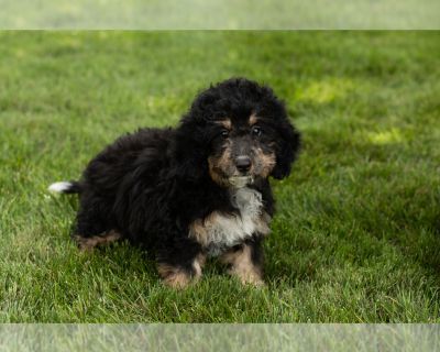 Haisley - Miniature Bernedoodle-Poodle (Miniature) Mix Female Puppy for Sale