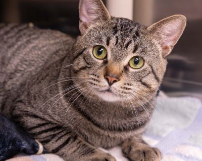 Health Vaccinations up to date, spayed / neutered.. Kitten Male Large Brown / Chocolate