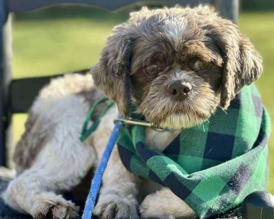 THE BOY WHO JUDGES YOUR VERY EXISTENCE! Are you in need of a companion that shows you exactly how they are feeling? Ever need someone to tell you, you look bad in the outfit you planned to go on a date in? Ever felt the sudden urge to adopt the dog version of grumpy cat?! LOOK NO FURTHER!! Meet Elf! Elf is one side eye away from being the next Judge Judy. Dont be fooled by his intimidating stan...