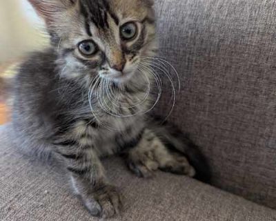Rhonda - Domestic Shorthair Female Cat for Adoption