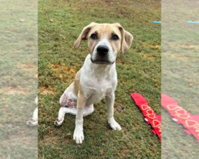 Micha Gilley - Female Labrador Retriever-Unknown Mix Baby for Adoption