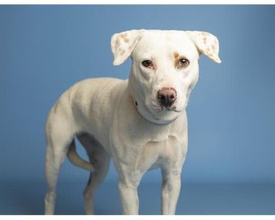 ELLY - American Pit Bull Terrier/Labrador Retriever Mix Female Dog for Adoption