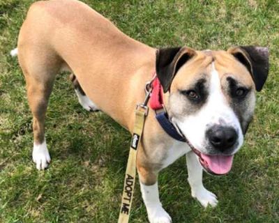 GIZMO - American Pit Bull Terrier Male Dog for Adoption