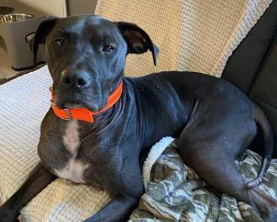 Oakley - Labrador Retriever/American Pit Bull Terrier Mix Male Dog for Adoption