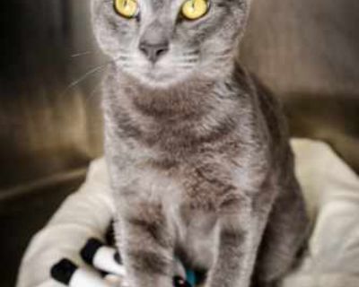 Ah, privet, my friend! I am Russia beautiful grey cat with fur softer than finest Siberian snow. When you touch me, you will think, da, this must be luxury from palace of czar! But listen closely, because I must tell you truth I do not just want attention, I demand it! If you do not pet me, I will sing song of my people very loud, very dramatic, until you remember who is true ruler of house. I ...