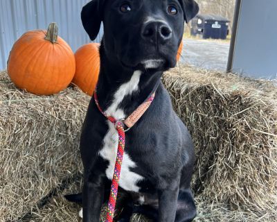 Meet Frack ? Frack is a 9-month-old Lab mix who s currently at the shelter with his brother, Frick. These two sweet boys were adopted from us about four months ago but sadly returned after their owner passed away. They came from a home full of love and it shows! Both are affectionate, gentle, and full of personality. Frack is definitely the shyer of the two brothers and will thrive with a famil...