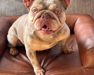 cinderella - French Bulldog Female Dog for Adoption