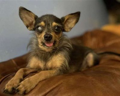 Gutherie - Yorkie, Yorkshire Terrier Male Dog for Adoption