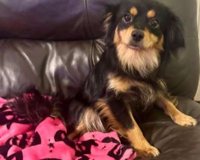 Chickalina - Chihuahua Female Dog for Adoption