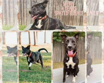 Steve - Female Mutt Adult Dog for Adoption