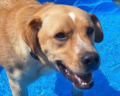 Bo - Labrador Retriever Male Puppy for Adoption