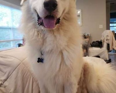 Denaly - Great Pyrenees Male Dog for Adoption
