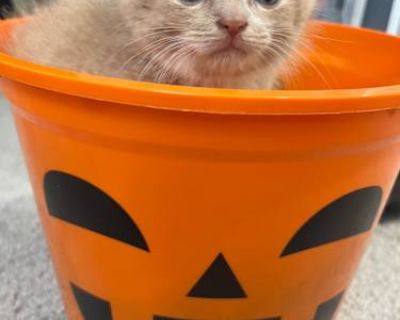 Dahlia and her bonded brother Aster, were found in the bushes of a home in Woodhaven. They heard cries for a few days and finally found Dahlia first and a day later her brother. They are super protective of each other. They are eating, like banshees, and doing well already. We are looking for a indoor only, smoke free home. They would be best in a home with older kids or adults. They are very y...