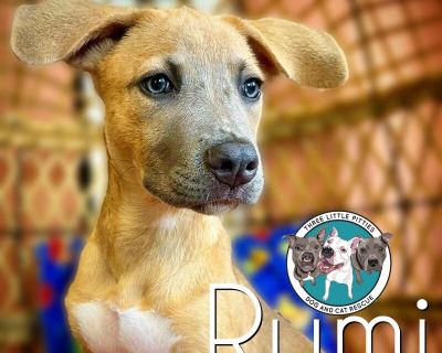 Rumi Korra Angel - Pit Bull Terrier Mix Female Puppy for Adoption