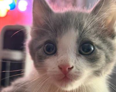 Candy - Domestic Shorthair Male Cat for Adoption