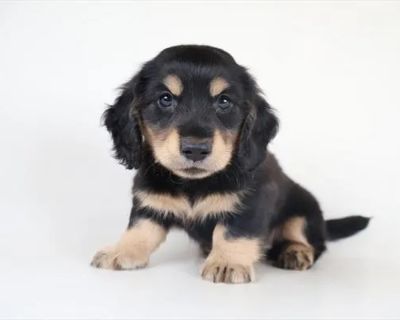 Pauly d - Male Dachshund Puppy for Sale