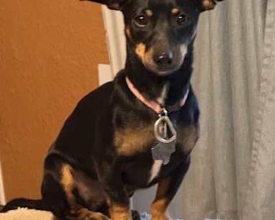 Harley - Dachshund Female Dog for Adoption