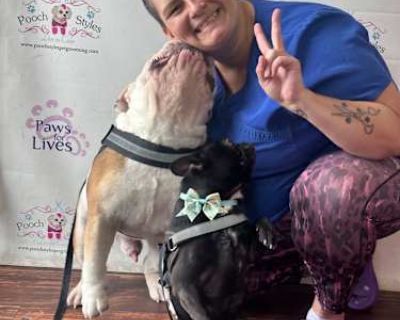 Bruce - English Bulldog Male Dog for Adoption