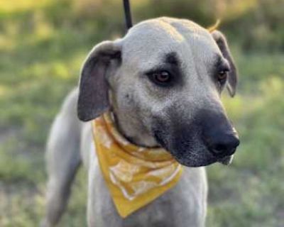 Ash - Black Mouth Cur Female Dog for Adoption