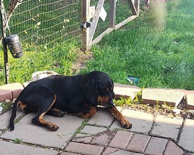 Honey - Coonhound Female Dog for Adoption