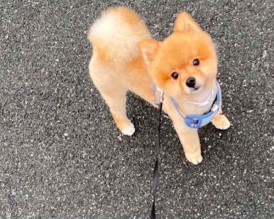 Bear Local - Pomeranian/Mixed Breed (Small) Mix Male Dog for Adoption