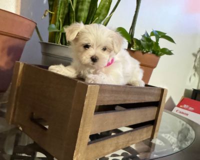 1 Male and 1 Female Maltese Puppies for Sale